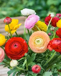 5 PCS Mix Ranunculus Bulbs-thumb2