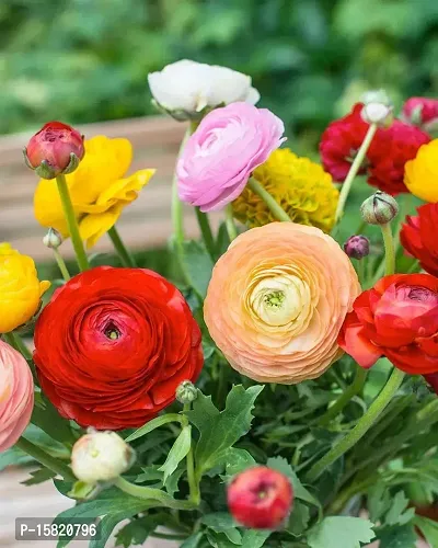 5 PCS Mix Ranunculus Bulbs-thumb3