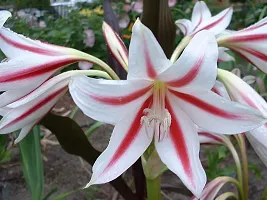 LIVE GREEN Aromatic Crinum Lily Double Large Flower Bulb - Pack of 5 Bulbs-thumb2