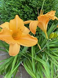 Flower bulb | day lily flower bulb Fresh Healthy flower Bulbs for home Garden for all season flower bulb - pack of 5 mixed colour-thumb2