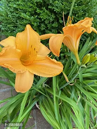 Flower bulb | day lily flower bulb Fresh Healthy flower Bulbs for home Garden for all season flower bulb - pack of 5 mixed colour-thumb3