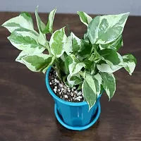 White Pathos Money Plant For Home D?cor Fresh  Healthy Plant With nursery Pot Provide By PLANTOGALLERY-thumb2