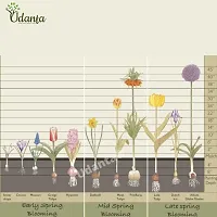 Udanta ? Udanta ? I Ranunculus / Buttercups | Flower Bulb | Elegant Flower Bulb |Pack of 5 Bulbs | Multicolor-thumb3