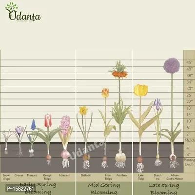 Udanta ? Udanta ? I Ranunculus / Buttercups | Flower Bulb | Elegant Flower Bulb |Pack of 5 Bulbs | Multicolor-thumb4