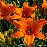 day lily flower bulb for all season flower bulb summer flower bulb (pack of 20) orange color-thumb4