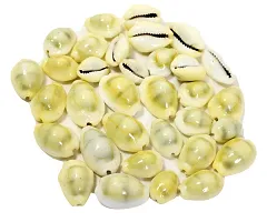 STAGLINE Gavvalu Peeli Kodi Cowrie For Pooja Decoration Items Pieces Of 21 (Yellow)-thumb2