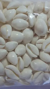 STAGLINE Gavvalu Kodi Cowrie For Pooja Decoration Items Diwali Pooja Lakshmi Puja Piece of 51 (White)-thumb1