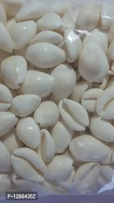 STAGLINE Gavvalu Kodi Cowrie For Pooja Decoration Items Diwali Pooja Lakshmi Puja Piece of 51 (White)-thumb2