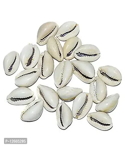 STAGLINE Gavvalu White Kodi Cowrie For Pooja Decoration Items Piece of 21 (White)