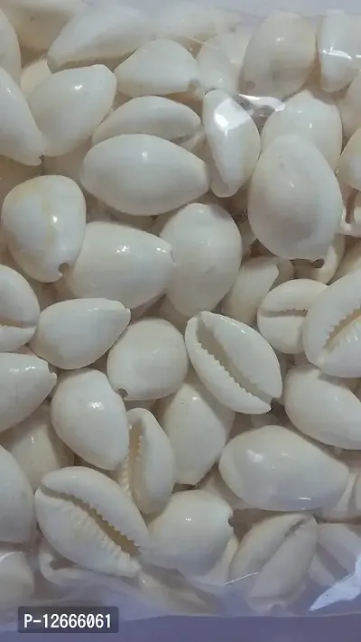 STAGLINE Gavvalu Kodi Cowrie For Pooja Decoration Items Diwali Pooja Lakshmi Pooja Piece of 108 (White)-thumb2