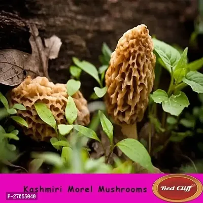 Red Cliff Sundried Kashmiri Morel Mushroom | Kanne Gucchi/Guchhi Mashrum | Dried Black Morchella | Rich in Vitamin D, Good Antioxidant  Helps in Weight Loss| Pack of 3 | 25gX3 | (Morel Mushrooms50g)-thumb4