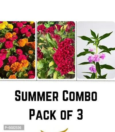 Summer Flower -Pack Of 3