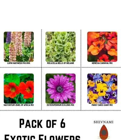 Pack Of 6- Summer Flowers Seeds