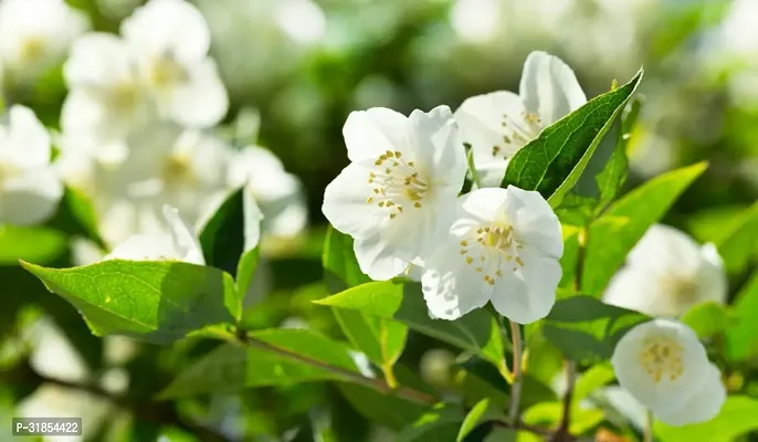 Indoor Jasmine Plant - Beautiful and Fragrant Addition-thumb0