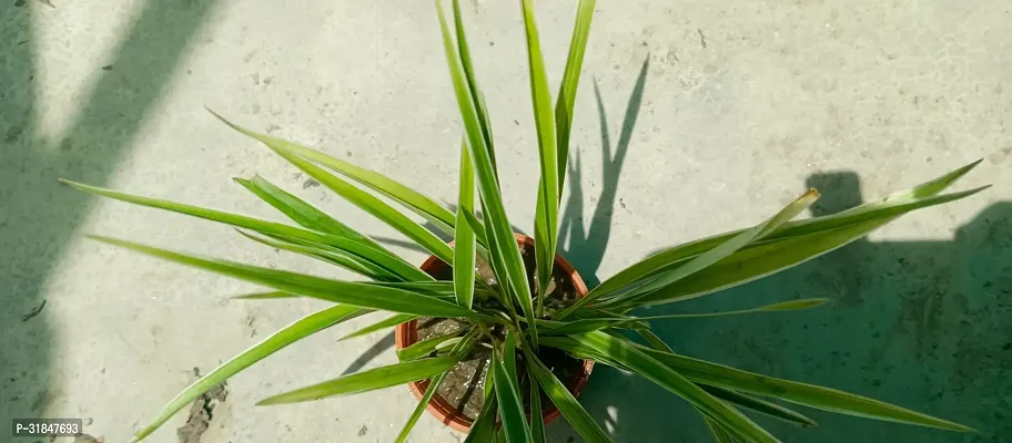 Spider Plant - Indoor Air Purifying Houseplant-thumb3