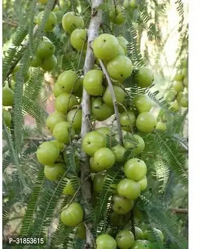 Heirloom Amla Plant - Traditional Variety-thumb0