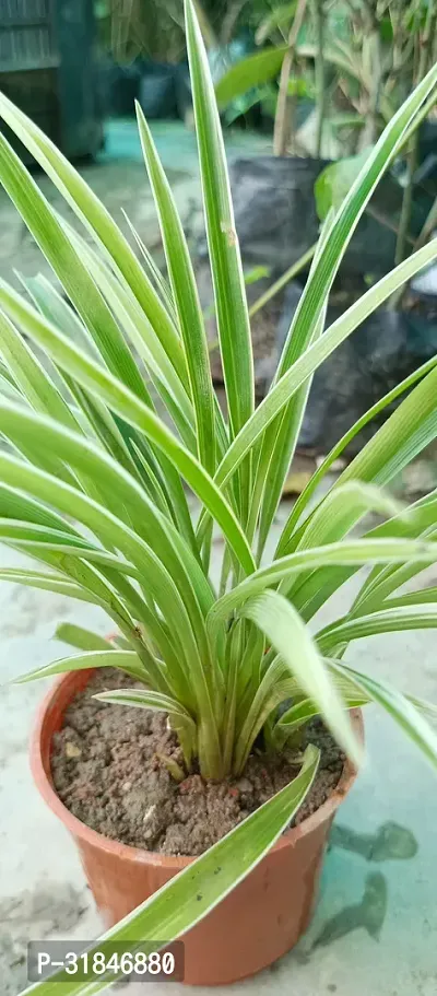 Live Spider Plant - Easy Care Indoor Plant-thumb2