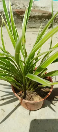 Spider Plant with Pot - Low Maintenance Indoor Greenery-thumb1