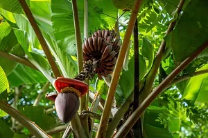 Fresh Live Banana Plant - Ready to Grow-thumb1