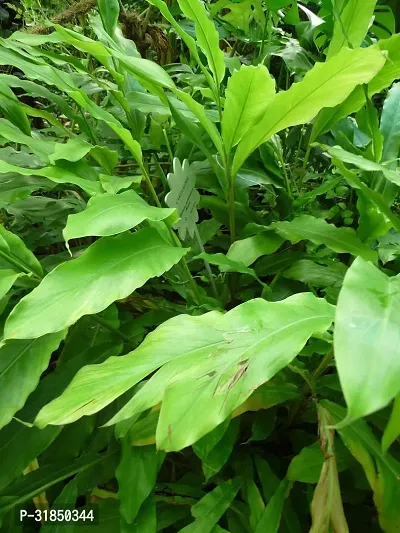 Live Elaichi Plant - Fresh and Aromatic-thumb2