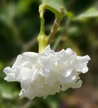 Potted Jasmine Plant - Ideal for Patios and Balconies-thumb2