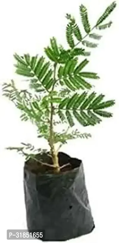 Prosopis Cineraria for Home  Garden-thumb2