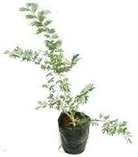 Graceful Shami Plant for Your Garden-thumb1