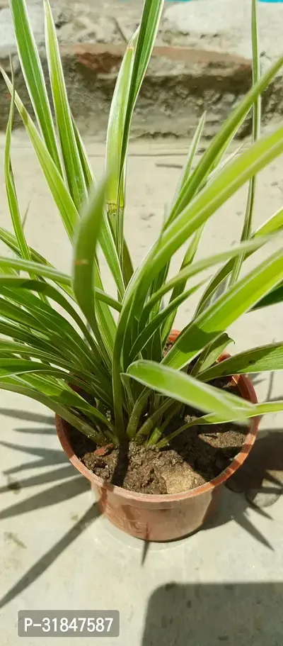 Pet-Friendly Spider Plant - Indoor Greenery-thumb2