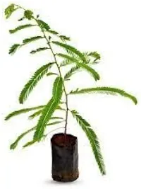 Hardy Amla Berry Plant - Easy to Grow-thumb1