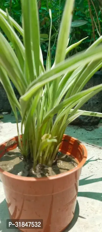 Healthy Spider Plant - Beautiful Indoor Decor-thumb3