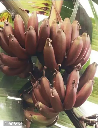 Red banana Kala Plant