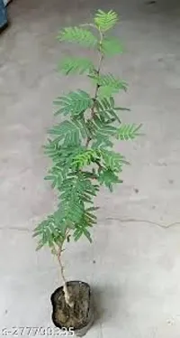 Shami Plant for a Touch of Nature-thumb1