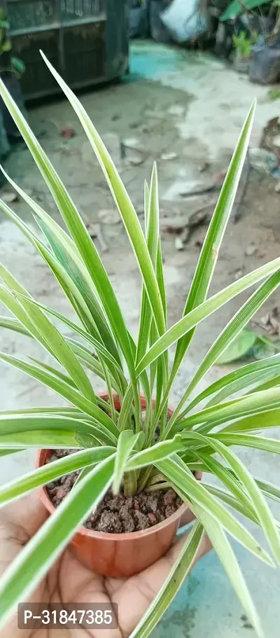 Spider Plant with Pot - Low Maintenance Indoor Greenery-thumb2