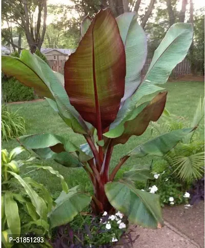 Fresh Live Musa Banana Plant - Easy to Grow-thumb3