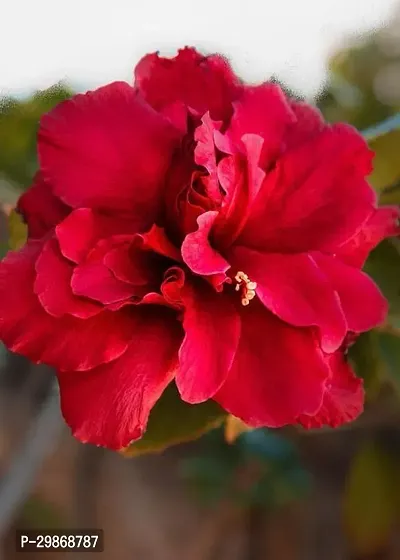 Red Hibiscus Hybrid plant-thumb0