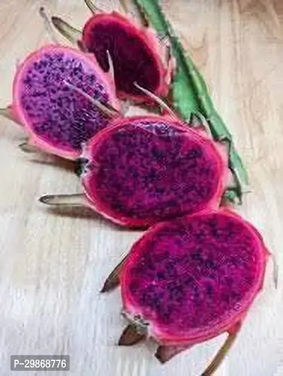 Dragon Fruit Tree