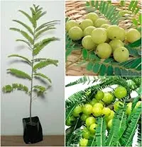 Fresh Amla Plant - Organic Indian Gooseberry Tree-thumb2