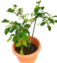 Thornless Ber Apple Tree - Safe for Kids-thumb2