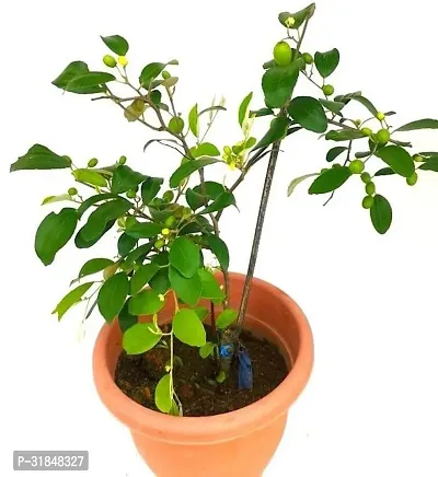 Thornless Ber Apple Tree - Safe for Kids-thumb3