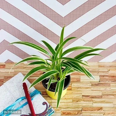 Spider Plant - Indoor Air Purifying Houseplant-thumb0