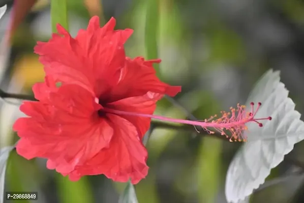 Red Hibiscus flower plant with growing bag [FN5238]