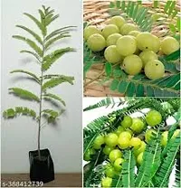 Medicinal Amla Plant - Natural Health Benefits-thumb3