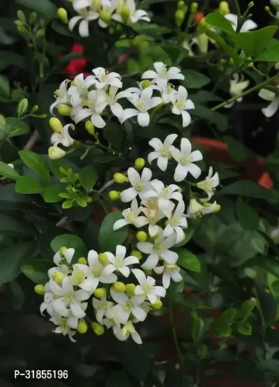 Low-Water Jasmine Plant for Conserving Resources-thumb0