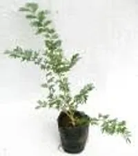 Kumubon Shami Plant for Calm Spaces-thumb2