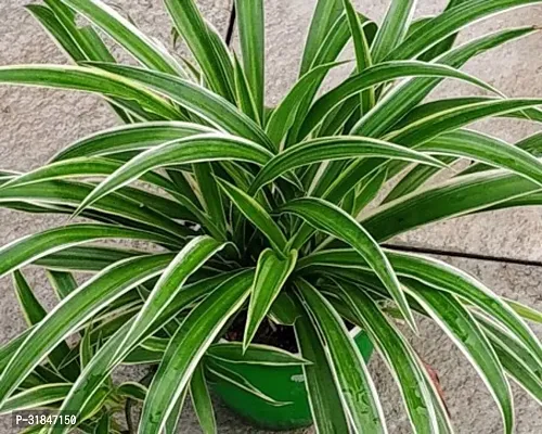 Spider Plant - Natural Air Purifier for Indoors-thumb0