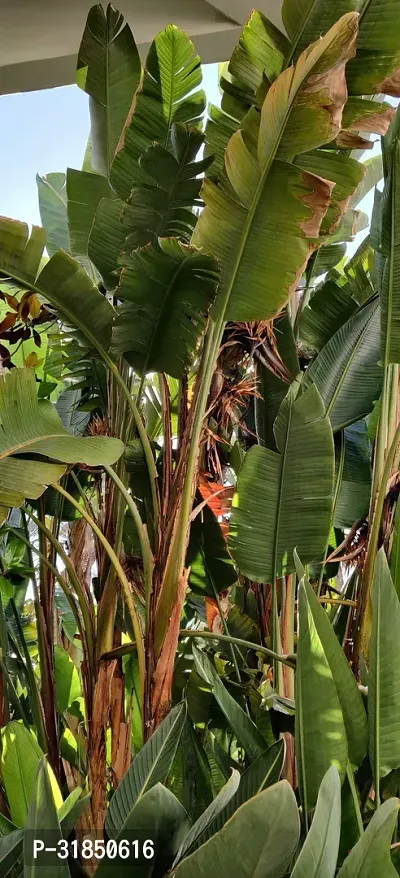 Dwarf Cavendish Banana Tree - Compact and Productive-thumb2