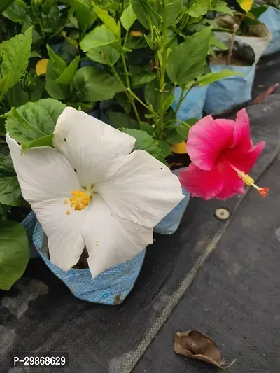 Bangalore Hibiscus Flower Grafted hybrid [ FMN3201 ]