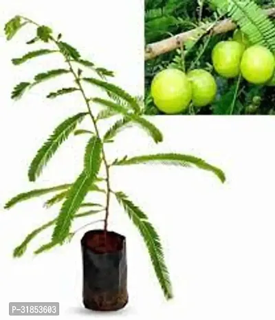 Potted Amla Plant - Perfect for Patios-thumb2