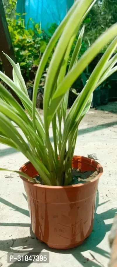 Healthy Spider Plant - Beautiful Indoor Decor-thumb4