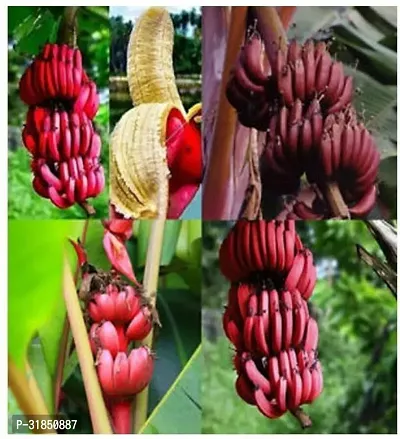 Exotic Red Banana Tree - Vibrant and Unique-thumb2